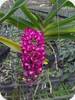 Hol. subulifolium x Rhy. gigantea Pink